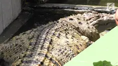  seekor buaya yang hidup bersama warga selama 21 tahun di Bogor, akhirnya dibawa ke Taman Safari Indonesia (TSI).

Proses evakuasi berlangsung dramatis dan memakan waktu lama karena Kojek seolah tidak ingin dipisahkan dari keluarga yang merawatnya....