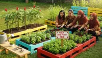 8 Ide Kebun Jahe Merah di Pekarangan untuk Ibu-ibu PKK, Ciptakan Lingkungan Asri dan Produktif