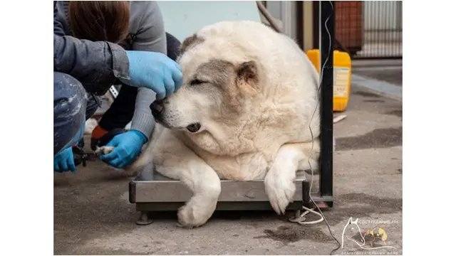 Anjing Alami Obesitas Punya Berat Badan 100 Kg, Tak Mampu Bangun Sendiri