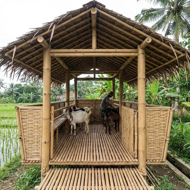 Kandang Desain Full Bambu Minimalis (Gemini AI)
