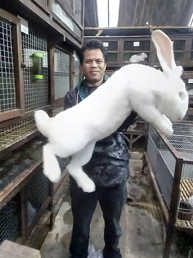 6 Potret Kelinci Raksasa Jenis Flemish, Ukuran Tubuh Bisa Sebesar Manusia