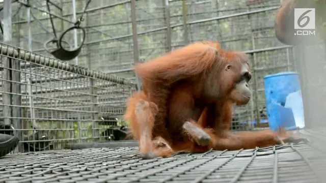 Keberadaan orangutan di hutan Kalimantan belum sepenuhnya terpenuhi. ALih fungsi hutan menjadi lahan perkebunan, menjadi salah satu faktor penyebab tingginya konflik antara orangutan dan manusia. Jika tidak tewas di bunuh, hampir dipastikan orangutan...
