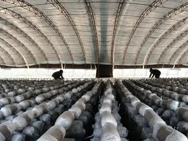 Warga membuat media tanam untuk jamur pangan di Wilayah Luannan, Provinsi Hebei, China utara (7/10/2020). Output tahunan dari berbagai jenis jamur pangan di wilayah tersebut mencapai lebih dari 10 juta kilogram. (Xinhua/Yang Shiyao)