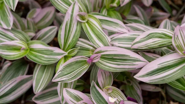 Tradescantia Zebrina