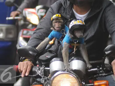 Dua ekor monyet lengkap mengenakan pakaian dan helm diatas motor yang kendarai pemiliknya terlihat di kawasan Senayan, Jakarta, Kamis (1/12). Monyet Ekor Panjang atau Monyet Pantai ini memang menjadi hewan peliharaan exotis. (Liputan6.com/Helmi Affandi)