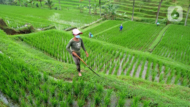Merawat Tanaman Padi di Terasering Jatiluwih