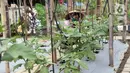 Kelompok Wanita Tani memeriksa sayuran yang ditanam di pekarangan Kompleks Pondok Arum RT 05/02, Kecamatan Karawaci, Kota Tangerang, Banten, Rabu (15/7/2020). Kelompok tersebut menyulap lahan tidur menjadi kebun untuk memenuhi stok pangan selama pandemi COVID-19. (Liputan6.com/Angga Yuniar)