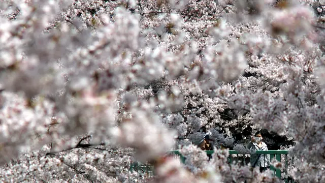 20170406- Wisatawan Banjiri Jepang Saat Musim Sakura-AFP Photo