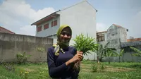 Penggerak kelompok pertanian urban Seni Tani Vania Febriyantie memetik sayuran kangkung di lahan yang berada di kawasan Arcamanik, Kota Bandung, Sabtu (9/12/2021). (Foto: Liputan6.com/Huyogo Simbolon)