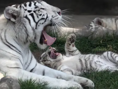 Induk harimau bengal, Clarita bermain dengan salah satu dari tiga anaknya di Kebun Binatang Huachipa, Lima, Peru, Selasa (30/10). Pihak kebun binatang membuka kompetisi untuk memberikan nama bagi tiga bayi Clarita yang berusia 8 minggu. (AP/Martin Mejia)