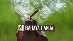 Bahaya Konsumsi Ganja Saat Diisap dan Dimasak