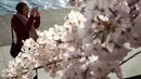 Penduduk lokal, Ashleigh Collins mengambil foto bunga sakura di sekitar Tidal Basin, Washington, DC, Senin (1/4). Bunga sakura ini merupakan pemberikan Wali Kota Tokyo pada tahun 1912 yang merupakan hadiah sebagai bentuk persahabatan kedua negara. (Photo by MANDEL NGAN / AFP)