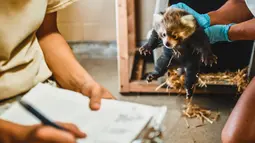 Kebun Binatang Virginia di Norfolk mengumumkan kelahiran panda merah kembar tiga pada 19 Agustus 2019. Dua bayi jantan dan satu betina tersebut lahir pada 18 Juni lalu. (The Virginia Zoo via AP)