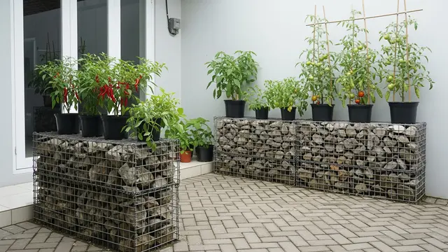 Kebun Sayur Rumahan untuk Halaman Paving