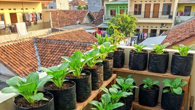 Kebun Sayur Kecil di Balkon Kos (Foto: AI)