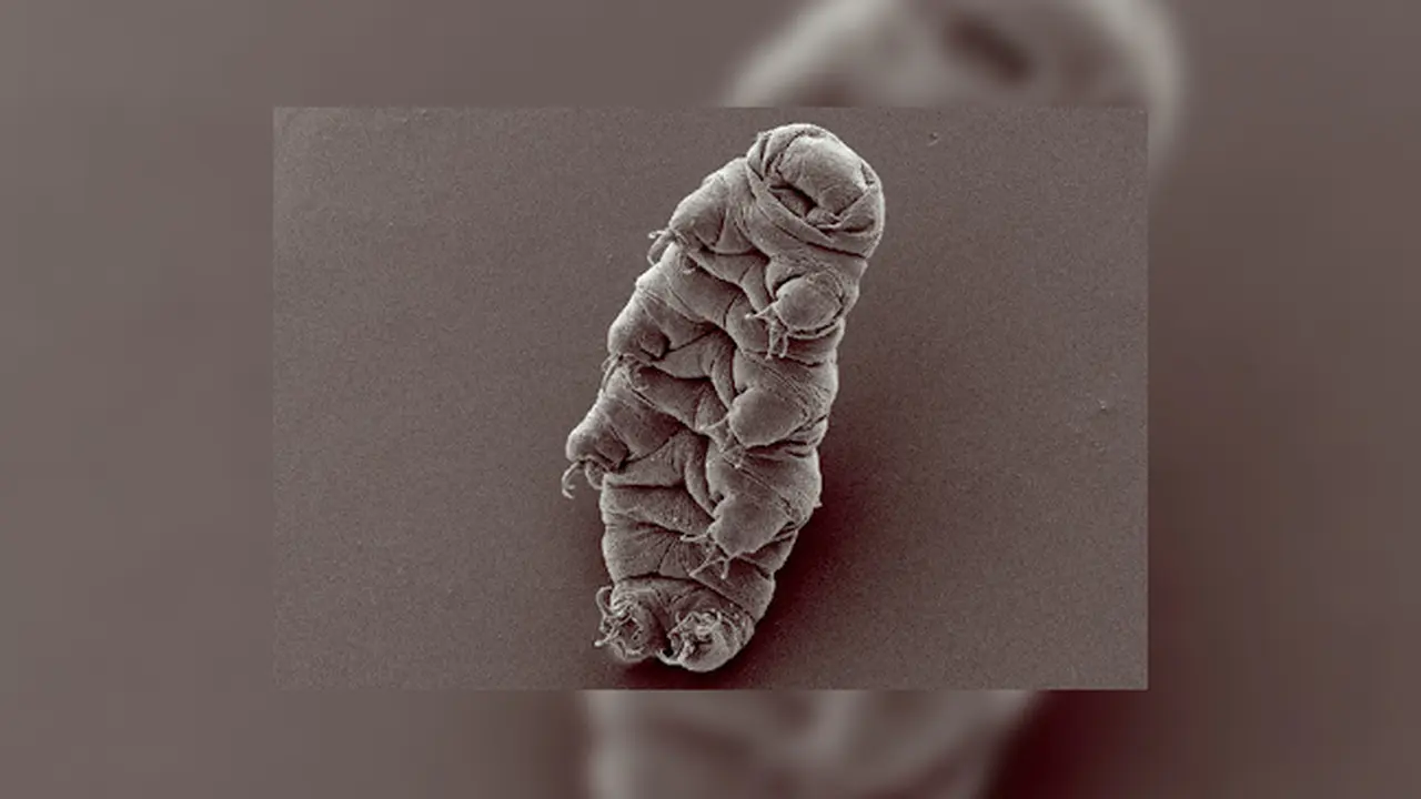 Tardigrade
