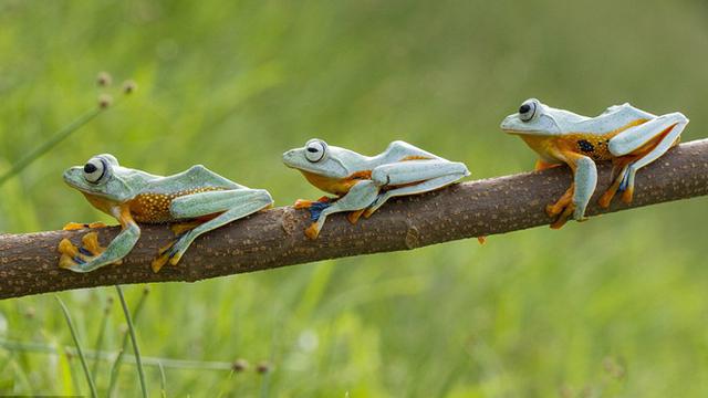 Aksi Narsis Tiga Katak Lucu di Kalimantan