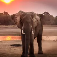 Ilustrasi Mimpi Melihat Gajah Credit: pexels.com/Harvey