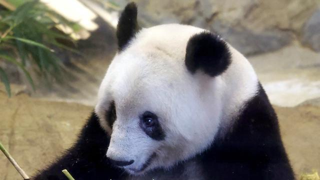 2 Panda Tersisa di Jepang Bakal Dipulangkan ke China, Prospek Peminjaman Kembali Suram