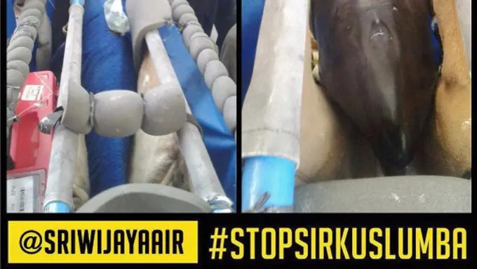 Heboh! Maskapai Penerbangan Ini Angkut Lumba-lumba untuk Sirkus