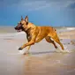 Anjing Malinois. (iStock)