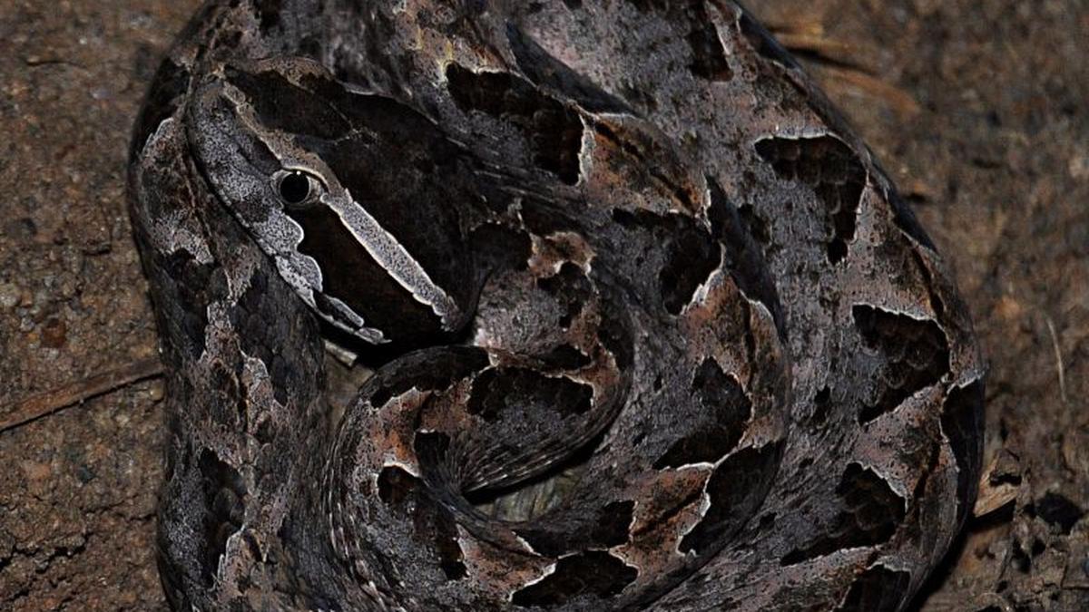 Ini Efek Digigit Ular Tanah yang Dijuluki Ranjau Darat, Bisa Picu Nekrosis dan Pembengkakan Permanen