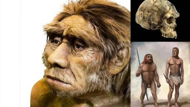 Ilustrasi Homo Wajakensis (Sumber : Seputarpelajar)