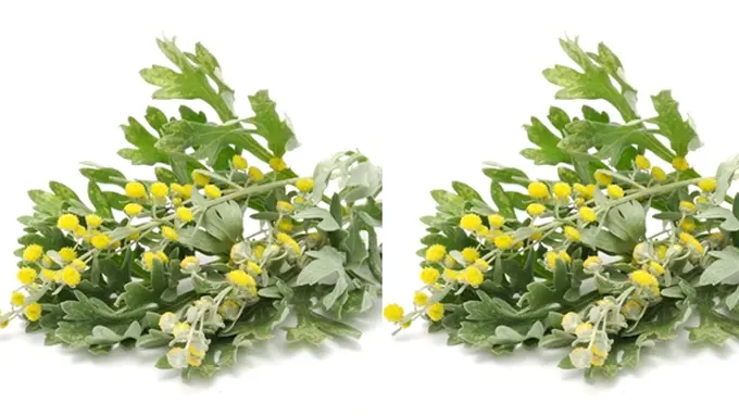 (c) vancouverseedbank.ca