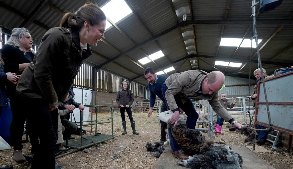 Duke of Cambridge Pangeran William (kanan) mencukur bulu domba disaksikan Duchess of Cambridge Kate Middleton saat berkunjung ke Deepdale Hall Farm, sebuah peternakan domba tradisional di Patterdale, Cumbria, Inggris, Selasa (11/6/2019). (Owen Humphreys/POOL/AFP)
