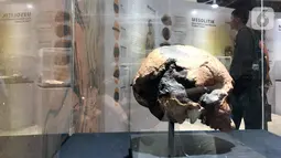 Sebuah tengkorak manusia purba pada pameran Asal Usul Orang Indonesia (ASOI) di Museum Nasional Jakarta, Minggu (3/11/2019). Pameran tersebut menampilkan fase perkembangan manusia Homo Erectus Tipik, Homo Erectus Progresif dan Homo Sapiens. (Liputan6.com/Fery Pradolo)