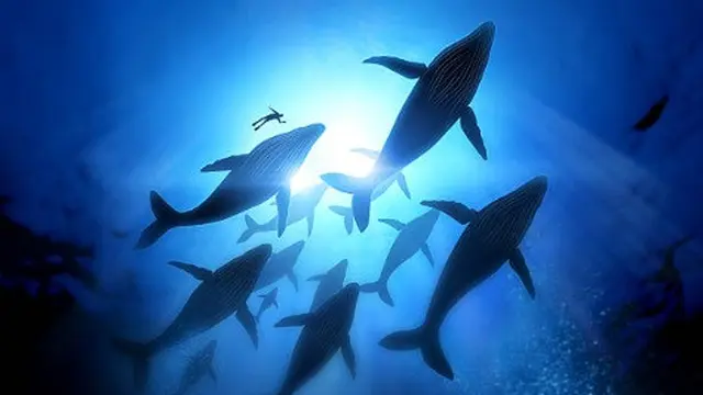 Ilustrasi ikan paus.