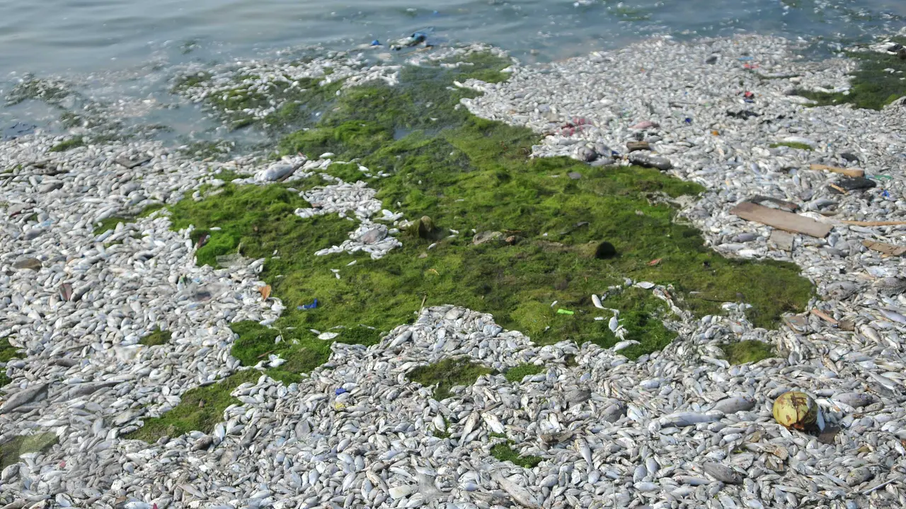 20151130-Ikan Mati di Ancol-Jakarta-Gempur M Surya