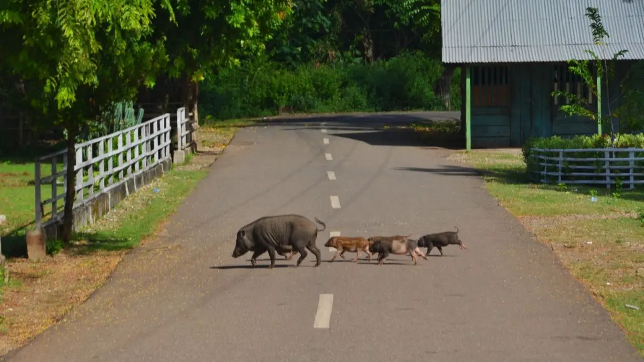Jalan Pulau Babar