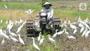<p>Petani membajak sawah dengan menggunakan traktor dikelilingi burung kuntul yang mencari makan di desa Penarukan, Mengwi, Bali, Rabu (4/5/20222). Sawah tersebut akan ditanami padi jenis Cigeulis dengan masa umur panen sekitar 3 bulan. (merdeka.com/Arie Basuki)</p>