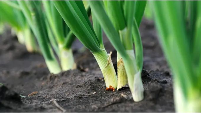 Courtesy ShutterStock.com