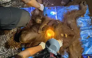 Kebakaran Hutan Tanjung Puting Ancam Habitat Orangutan