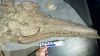 Fosil reptil laut 'naga laut' yang ditemukan di museum Hanover. (Dean Lomax)