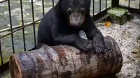 Sosok si pemilik beruang madu dirahasiakan BKSDA. (Liputan6.com/M Syukur)
