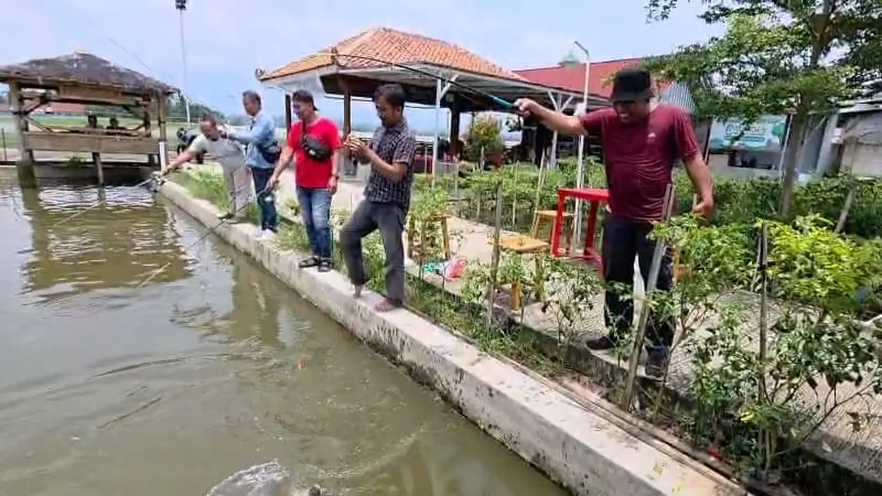 Cara Budidaya Ikan Ala BUMDes Kalipelus.