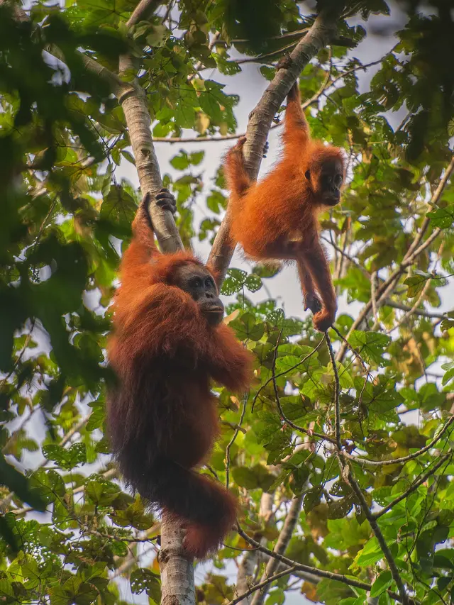 Bencana Sumatra Utara, Sekitar 10 Persen Populasi Orangutan Tapanuli Tewas