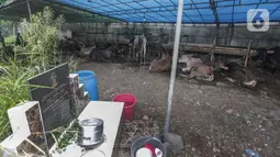 Pedagang hewan kurban mendirikan lapak dagangan di area Pemakaman Tionghoa, daerah Tanah Kusir, Jakarta, Selasa (21/7/2020). Menjelang Hari Raya Idul Adha, pedagang hewan memanfaatkan lahan kuburan untuk berjualan di tengah pandemi Covid-19 yang masih berlangsung. (Liputan6.com/Johan Tallo)