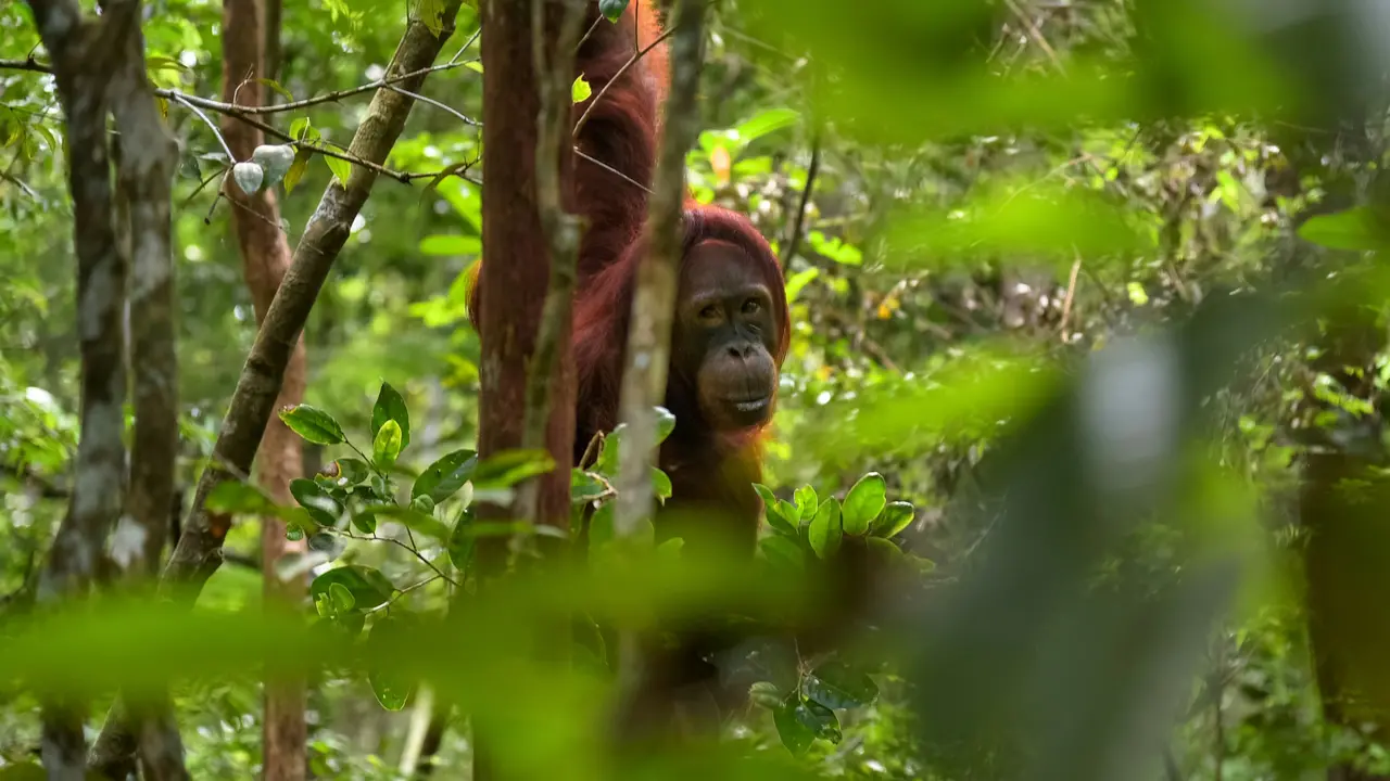 Fakta Orangutan Indonesia