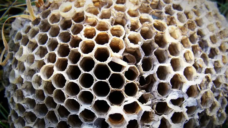 sarang-lebah-130916b.jpg