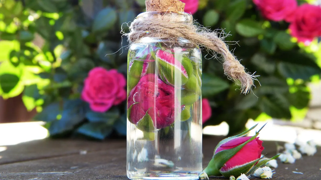 Ilustrasi Rose Water