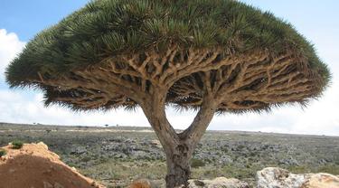 Pohon Darah Naga di Socotra, Yaman (Wikimedia Commons)