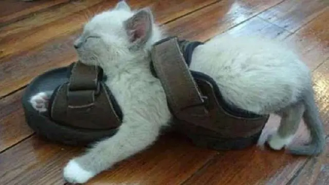 7 Kelakuan Kucing Tidur di Tempat Tak Biasa, Bikin Geleng Kepala