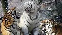 Tiga harimau penghuni Taman Everland, Yongin, sebelah selatan Kota Seoul, Korsel. Taman ini memiliki 32 ekor harimau, 10 di antaranya adalah harimau putih. (Antara)
