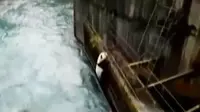 Seekor panda di Sichuan, China, terjebak pada sebuah jalan besi di atas Bendungan Sungai Zhenghe.