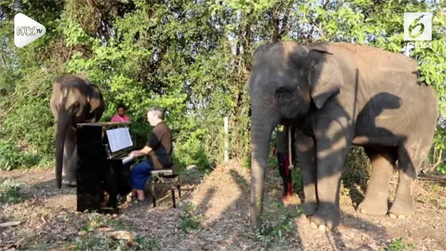 Gajah ternyata memiliki selera terhadap musik klasik, reaksinya unik saat alunan musik diperdengarkan.