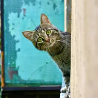 Ilustrasi Kucing/https://unsplash.com/Bogdan Farca